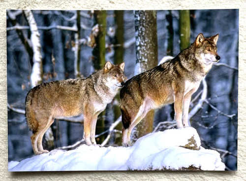 Postkarte wolf raubtier - wolf,